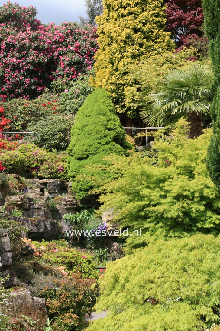 Acer palmatum 'Dissectum'