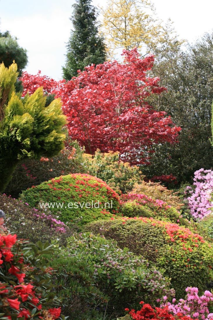 Acer palmatum 'Atropurpureum'