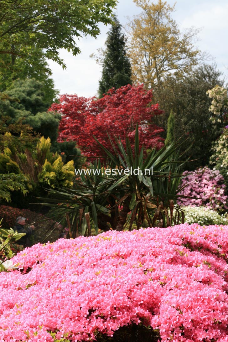 Azalea 'Hino mayo'