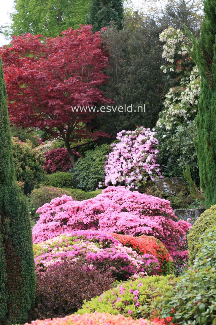 Acer palmatum 'Atropurpureum'