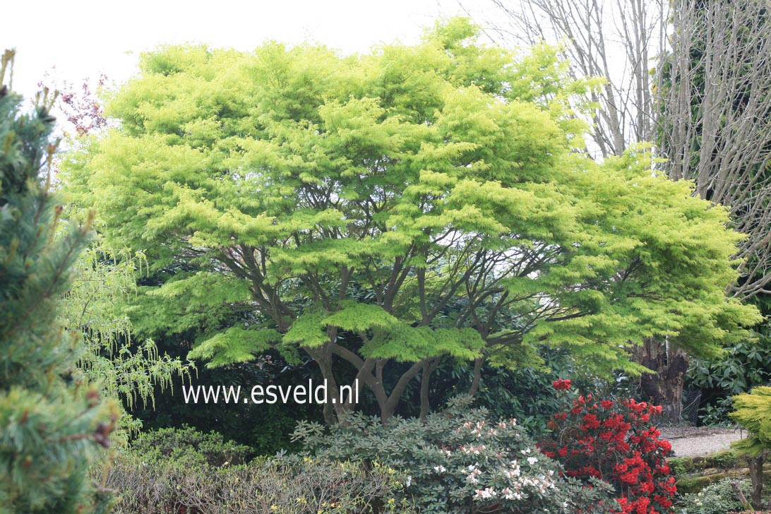 Acer palmatum 'Seiryu'