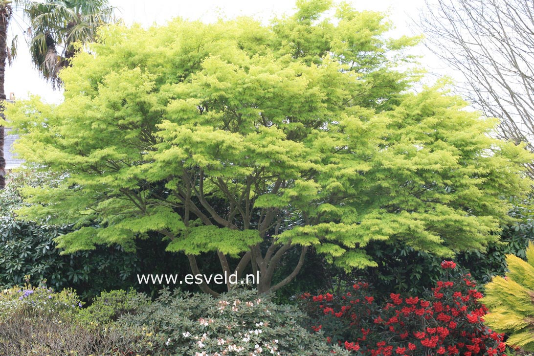 Acer palmatum 'Seiryu'