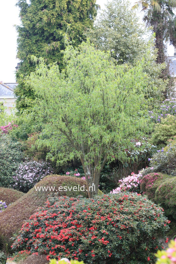 Laburnum watereri 'Vossii'