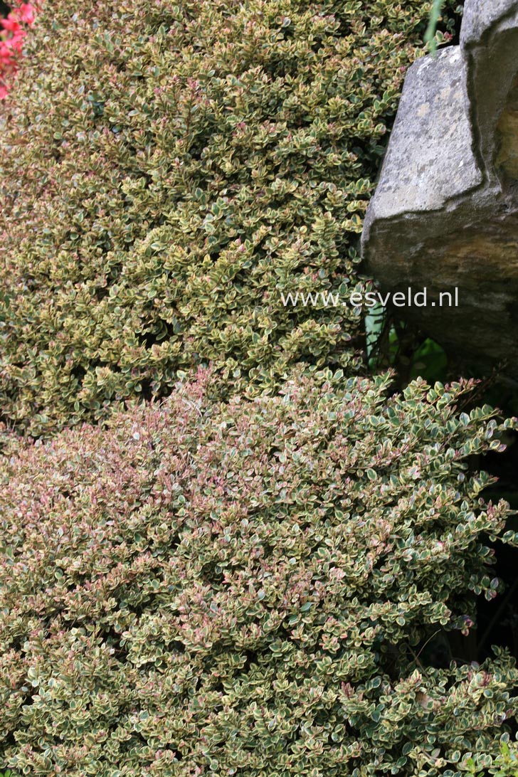 Myrtus communis 'Variegata'