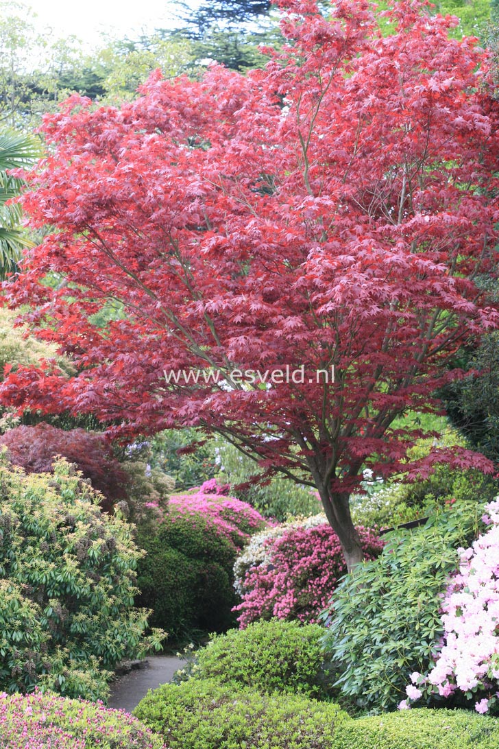 Acer palmatum 'Atropurpureum'