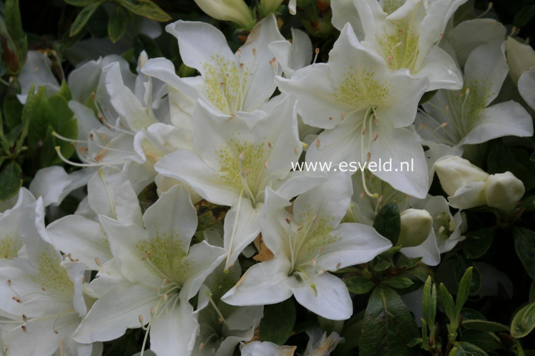 Azalea 'Palestrina'