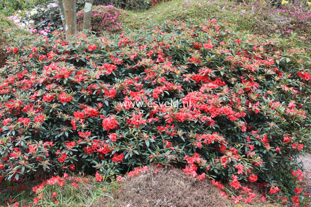 Rhododendron 'Elizabeth'