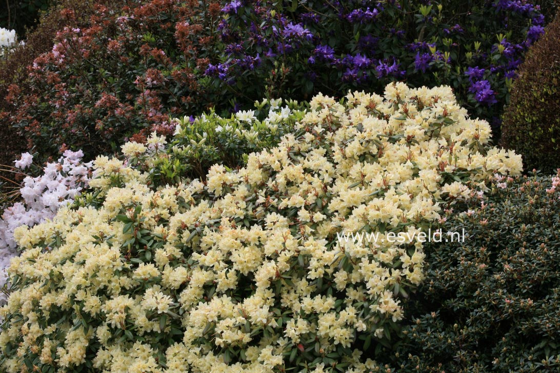 Rhododendron 'Princess Anne'