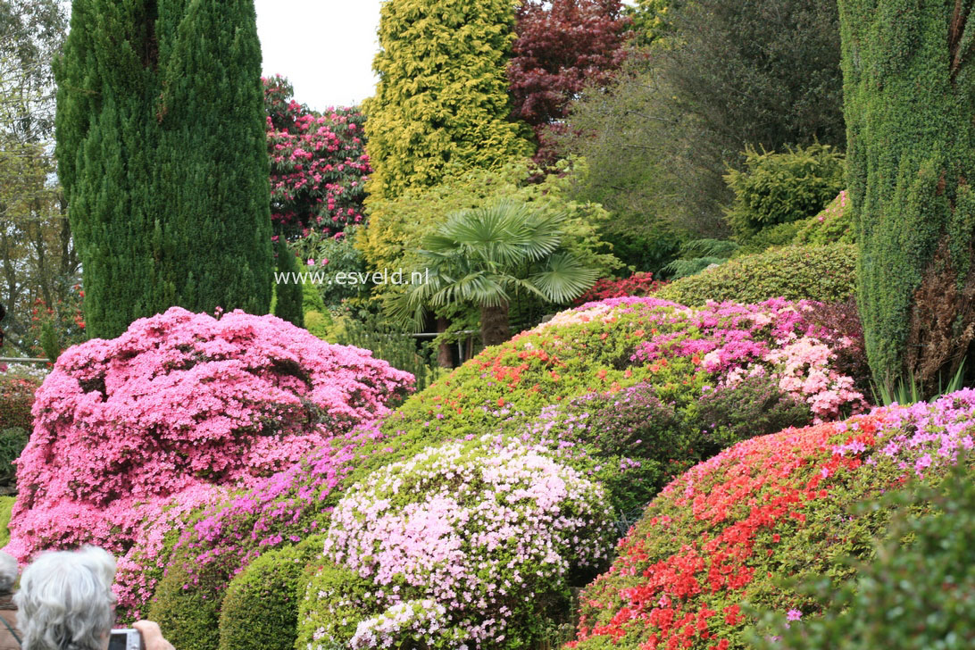 Azalea japans, onbenaamd