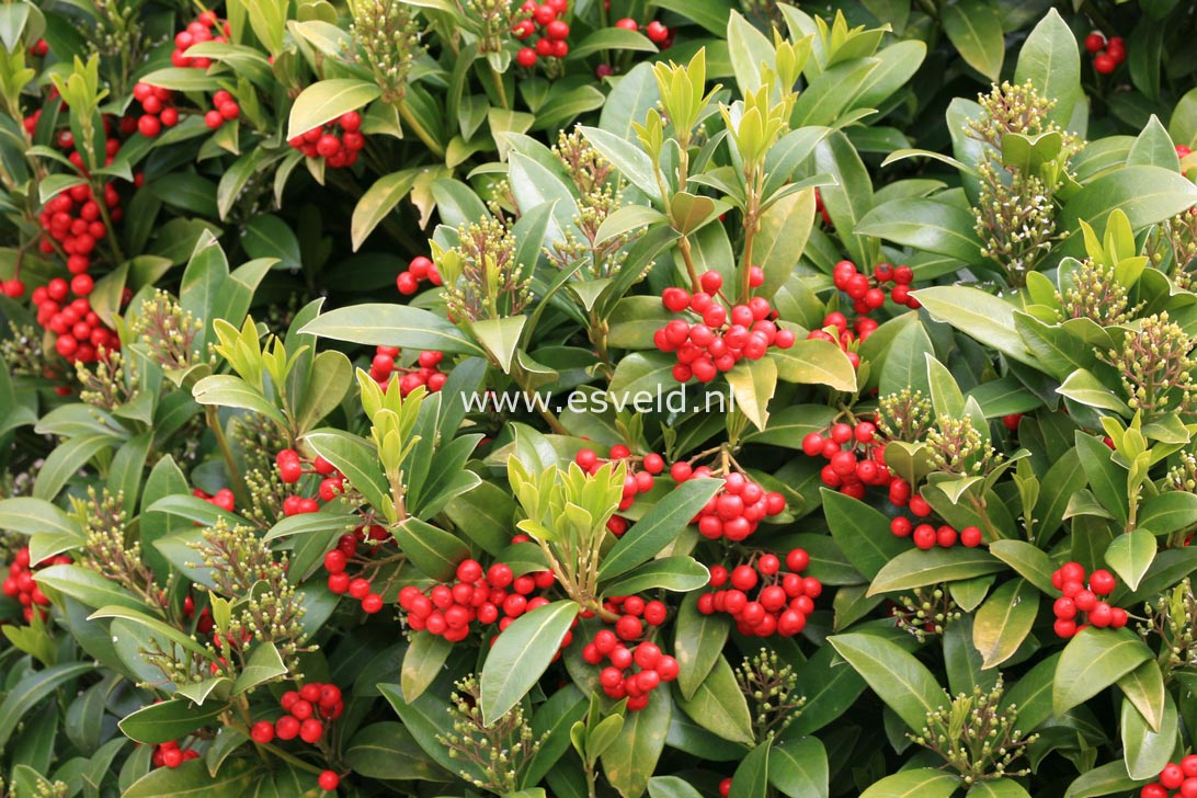 Skimmia japonica