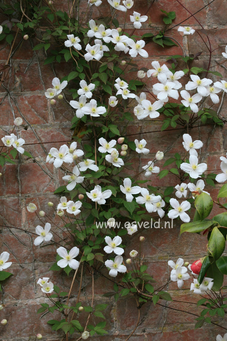 Clematis montana 'Alba'