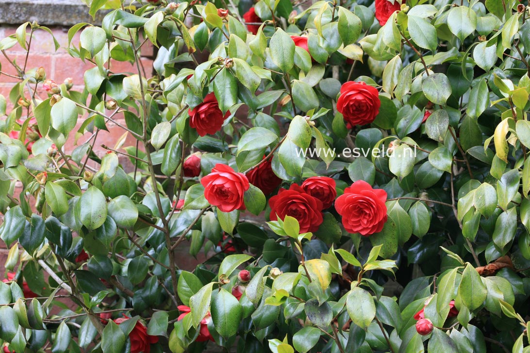 Camellia japonica 'Mathotiana'