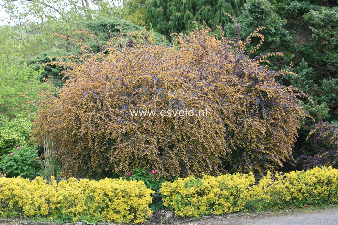 Berberis thunbergii 'Atropurpurea'