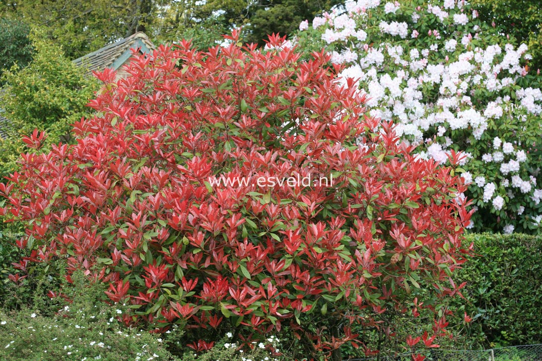 Photinia fraseri 'Red Robin'