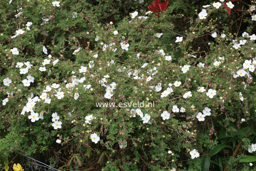 Potentilla fruticosa 'Abbotswood'