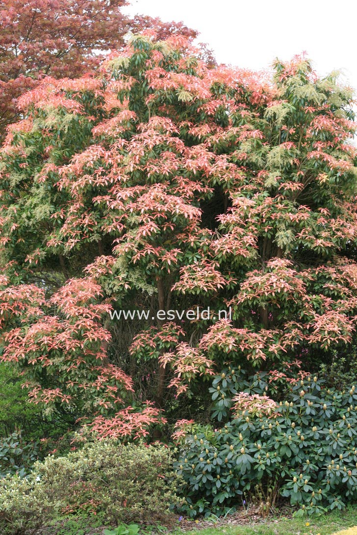 Pieris 'Firecrest'