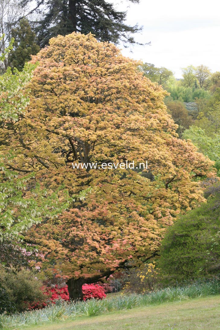 Acer pseudoplatanus 'Brilliantissimum'