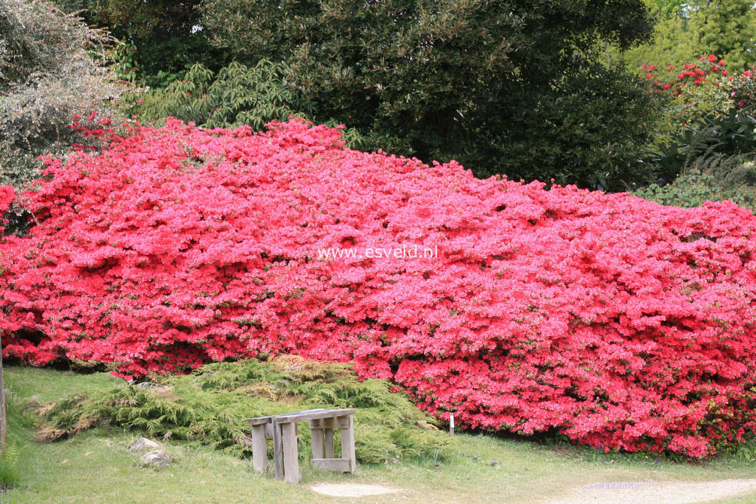 Azalea 'Hinode giri'