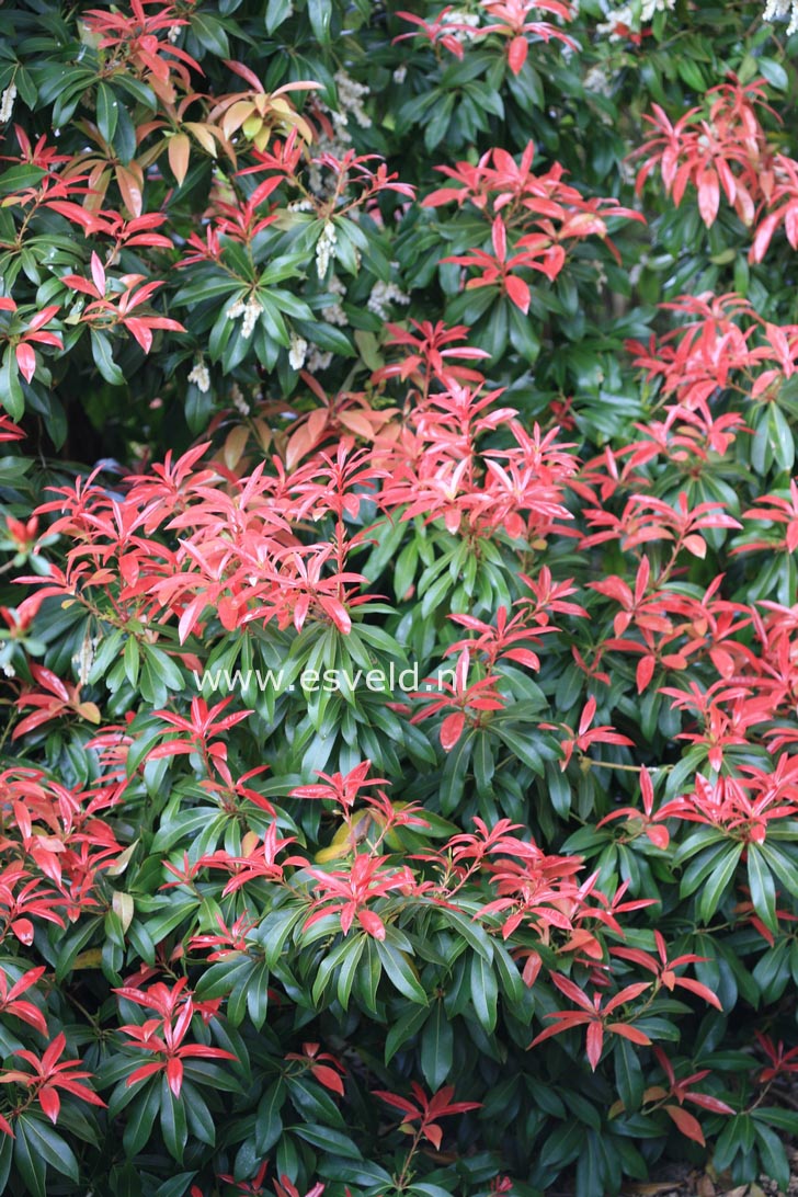 Pieris formosa 'Wakehurst'