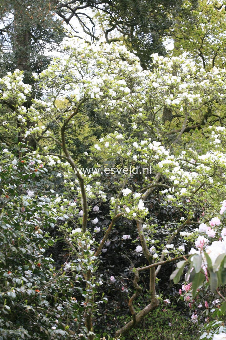 Magnolia soulangeana 'Alba Superba'