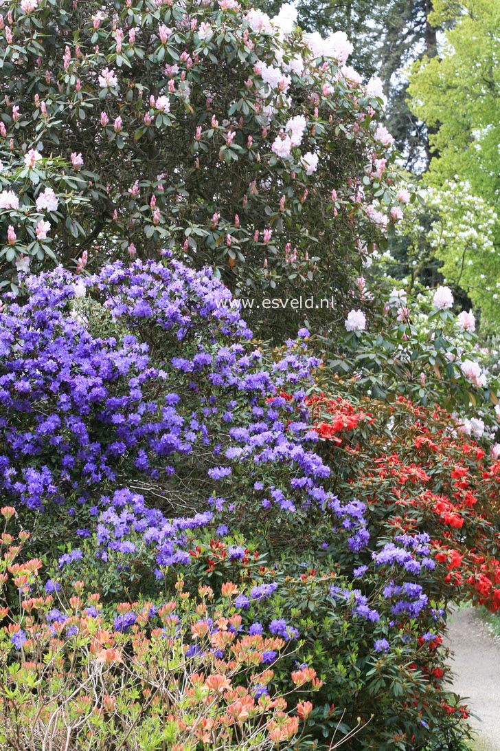 Rhododendron augustinii