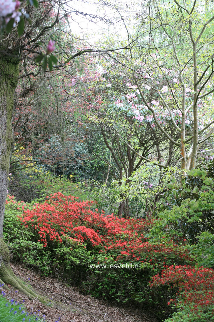 Azalea japans, onbenaamd