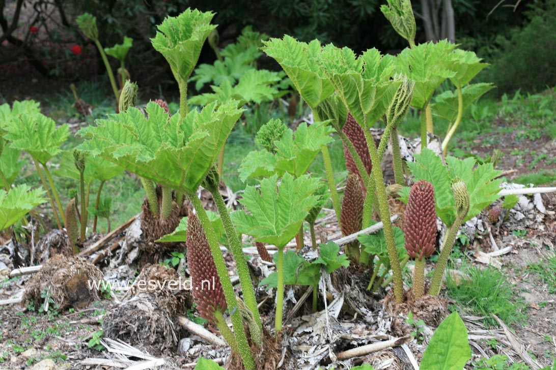 Gunnera manicata