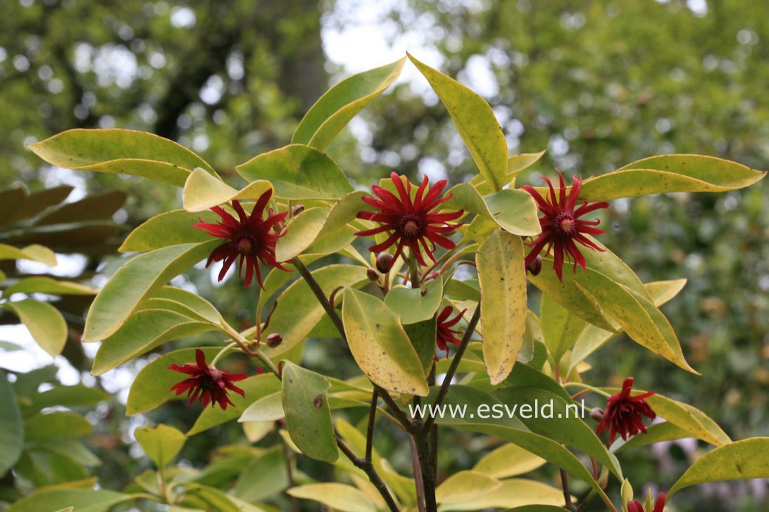 Illicium floridanum