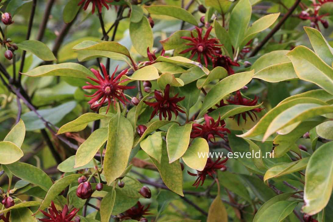 Illicium floridanum