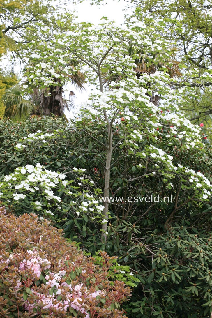 Cornus 'Eddie's White Wonder'