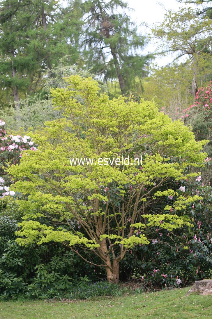 Acer shirasawanum 'Aureum'