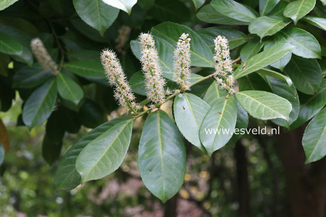 Prunus laurocerasus 'Rotundifolia'