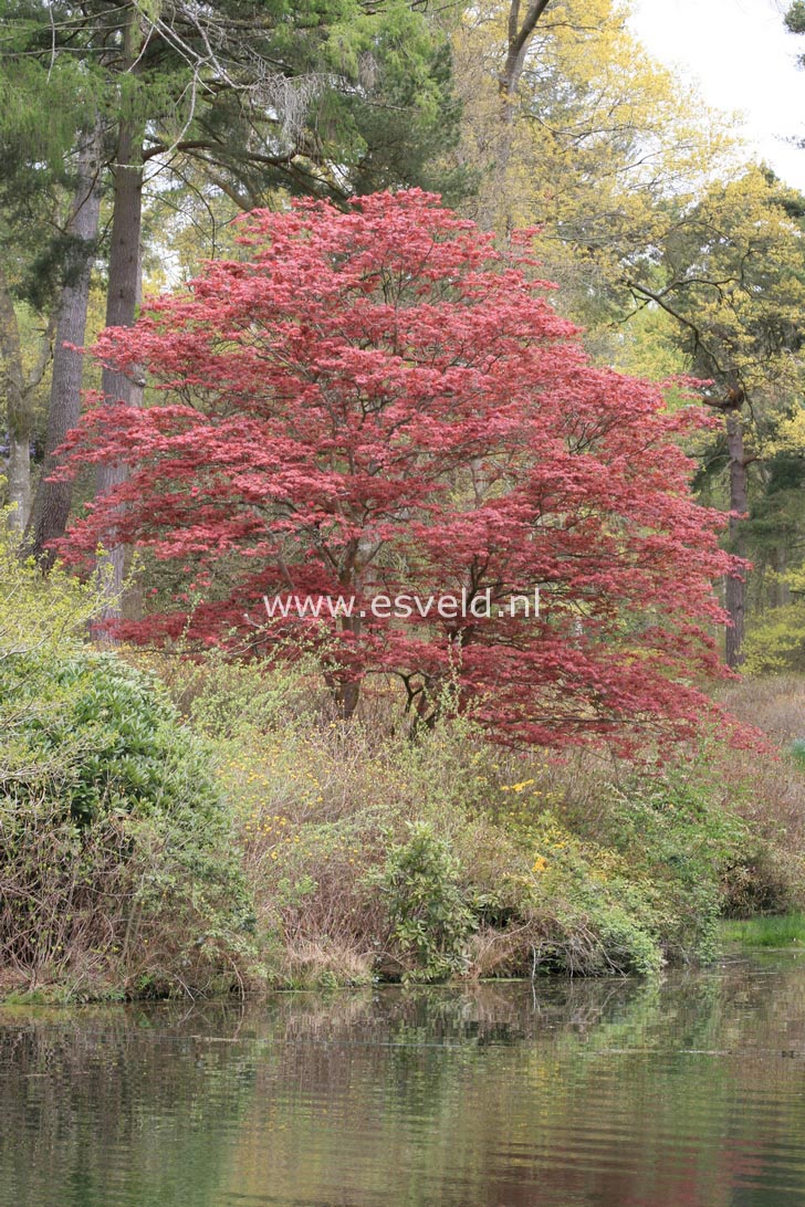 Acer palmatum 'Atropurpureum'