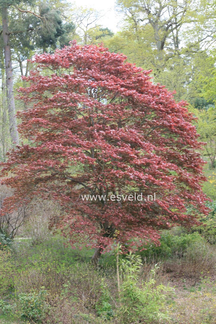 Acer palmatum 'Atropurpureum'