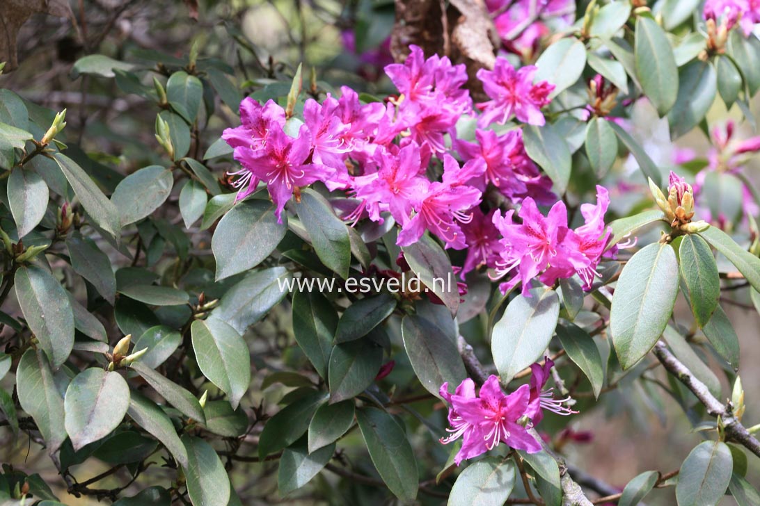 Rhododendron concinnum pseudoyanthinum