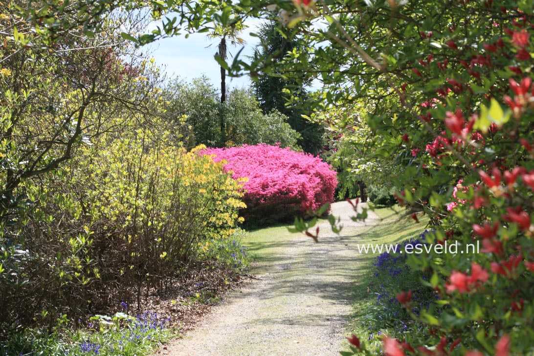 Azalea 'Amoena Leonardslee'