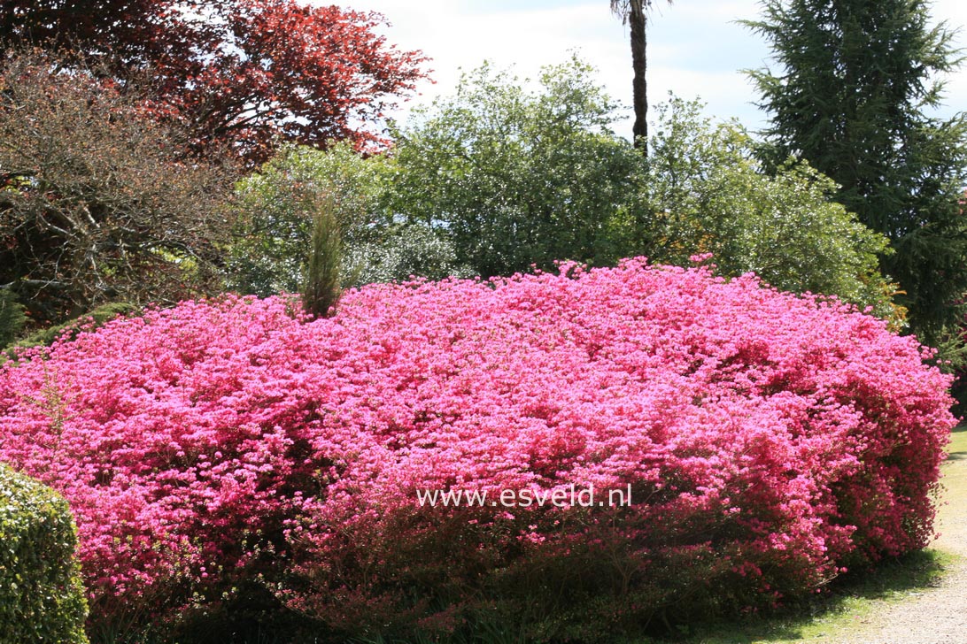 Azalea 'Amoena Leonardslee'