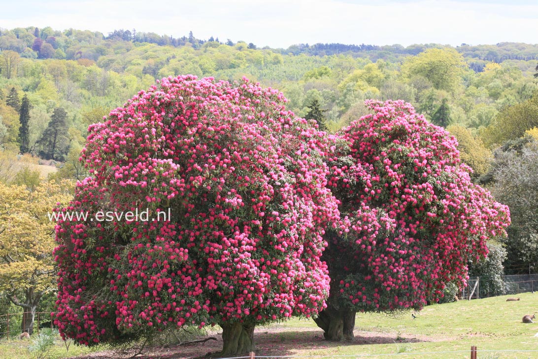 Rhododendron arboreum