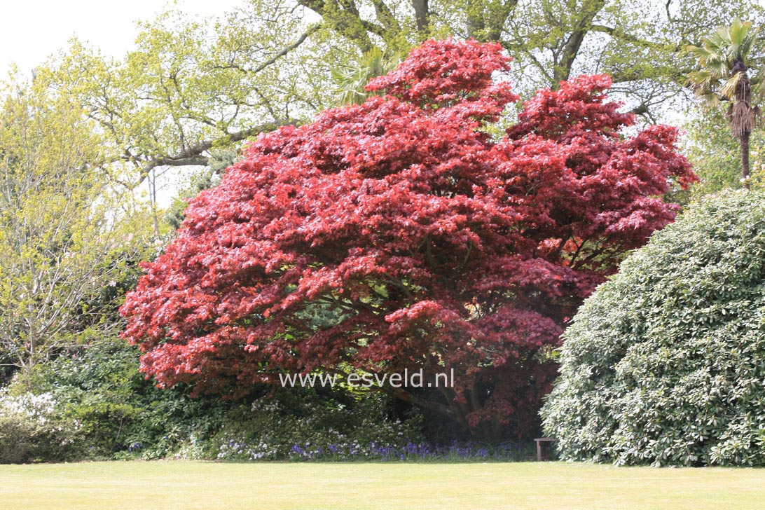 Acer palmatum 'Atropurpureum'