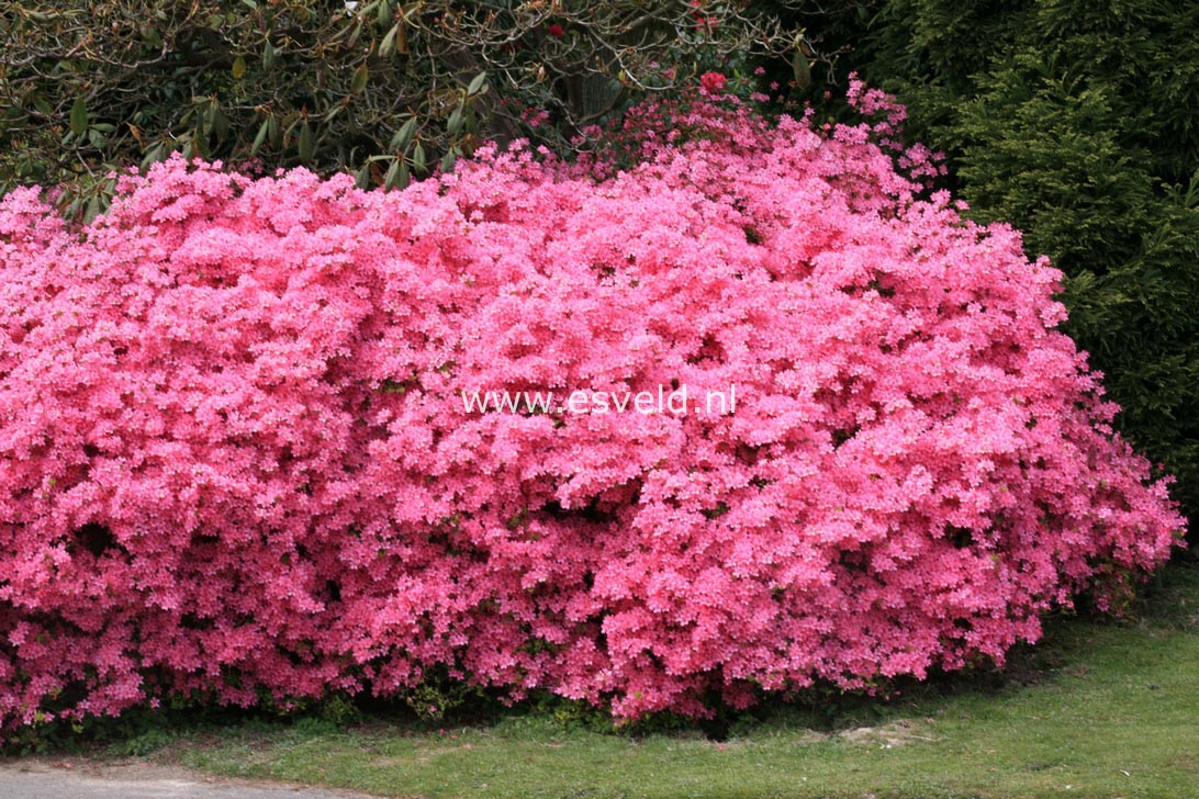 Azalea 'Hino mayo'