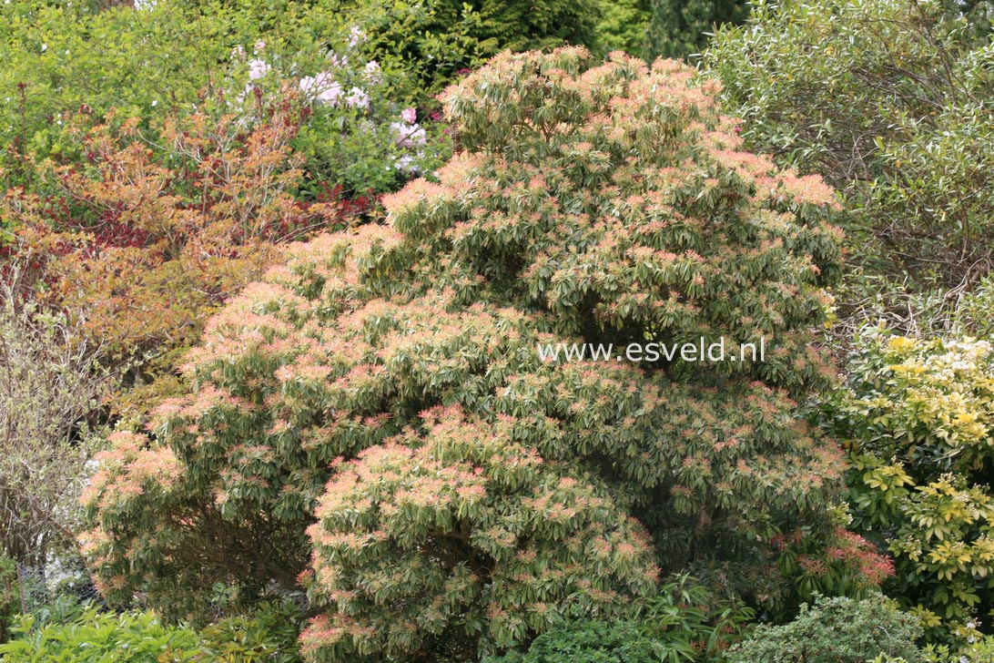 Pieris japonica 'Variegata'