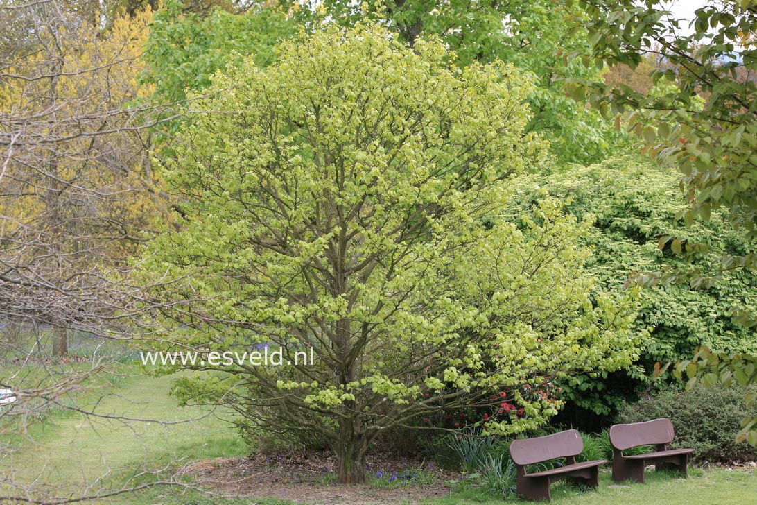 Styrax obassia