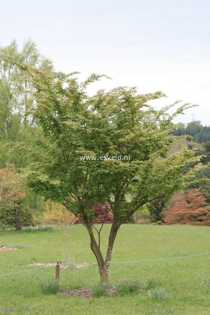 Acer micranthum