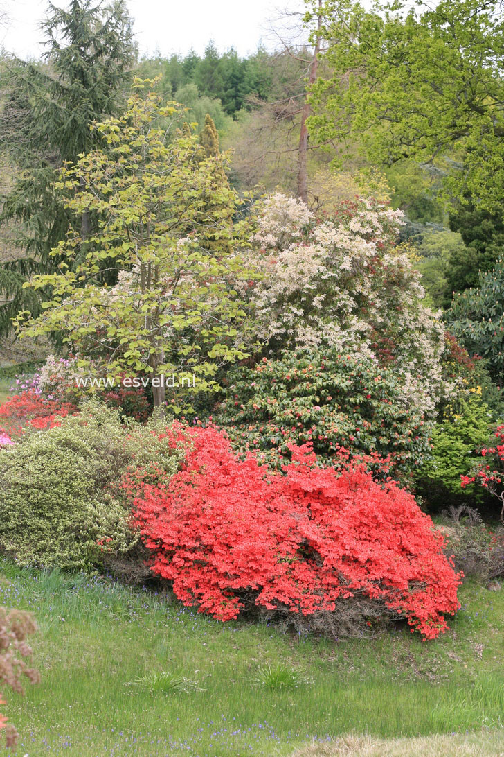 Azalea japans, onbenaamd