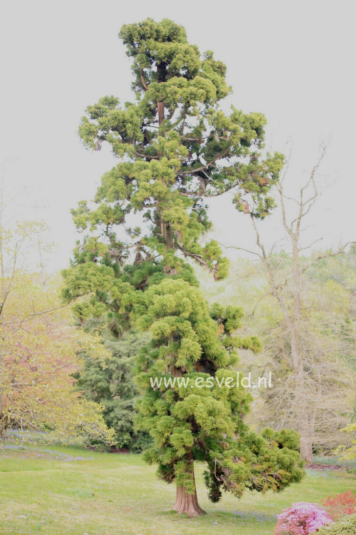 Cryptomeria japonica 'Lobbii'