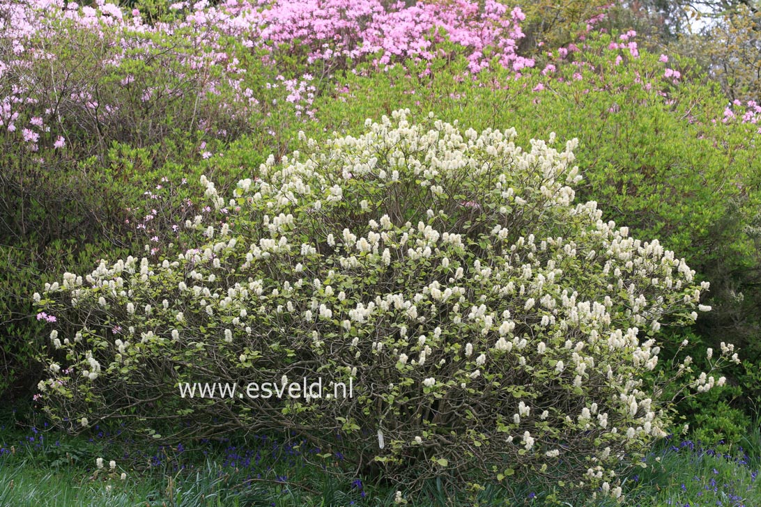 Fothergilla major