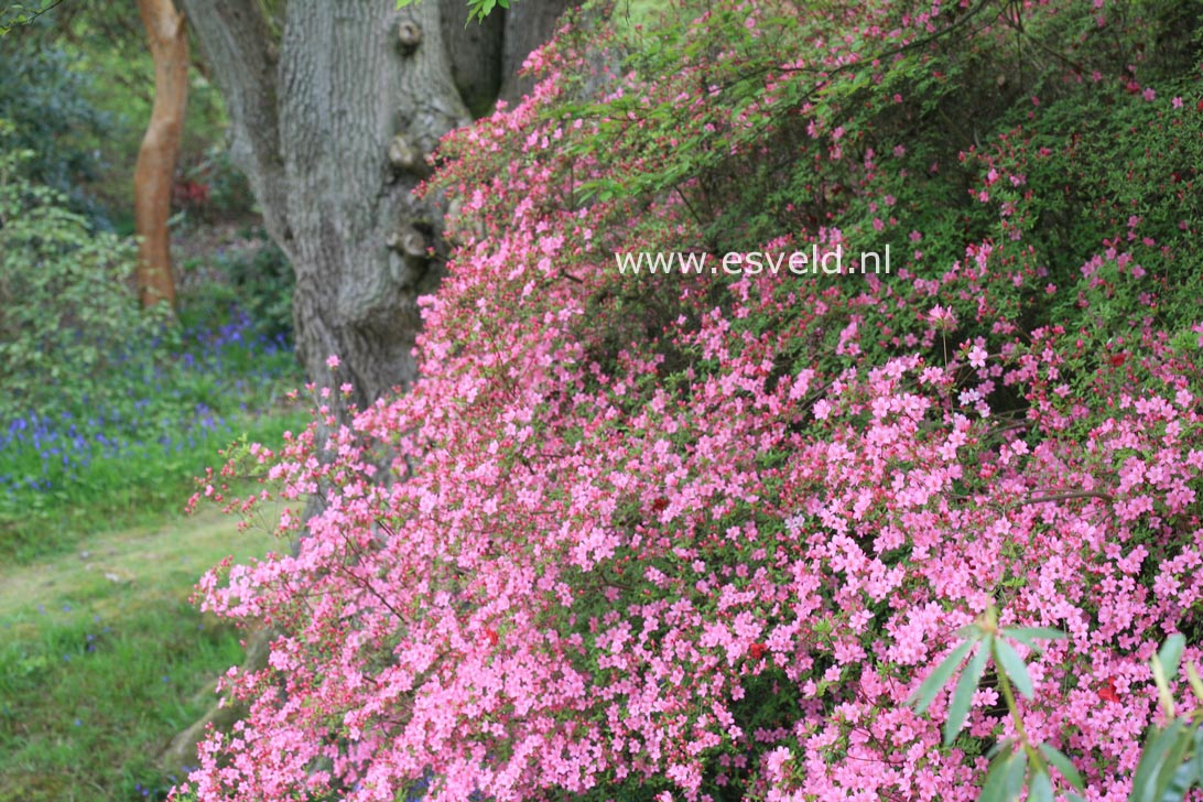 Azalea 'Hino mayo'