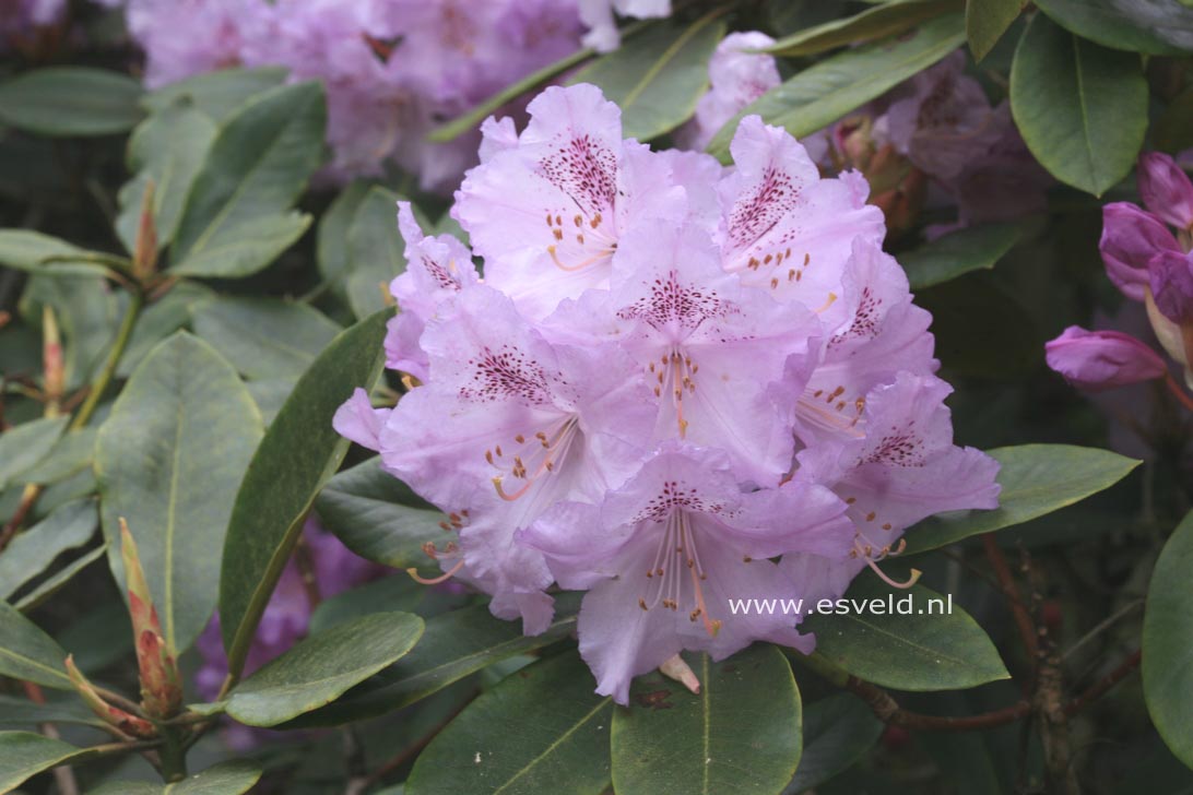 Rhododendron 'Susan'