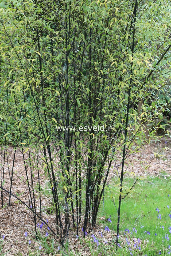 Phyllostachys nigra