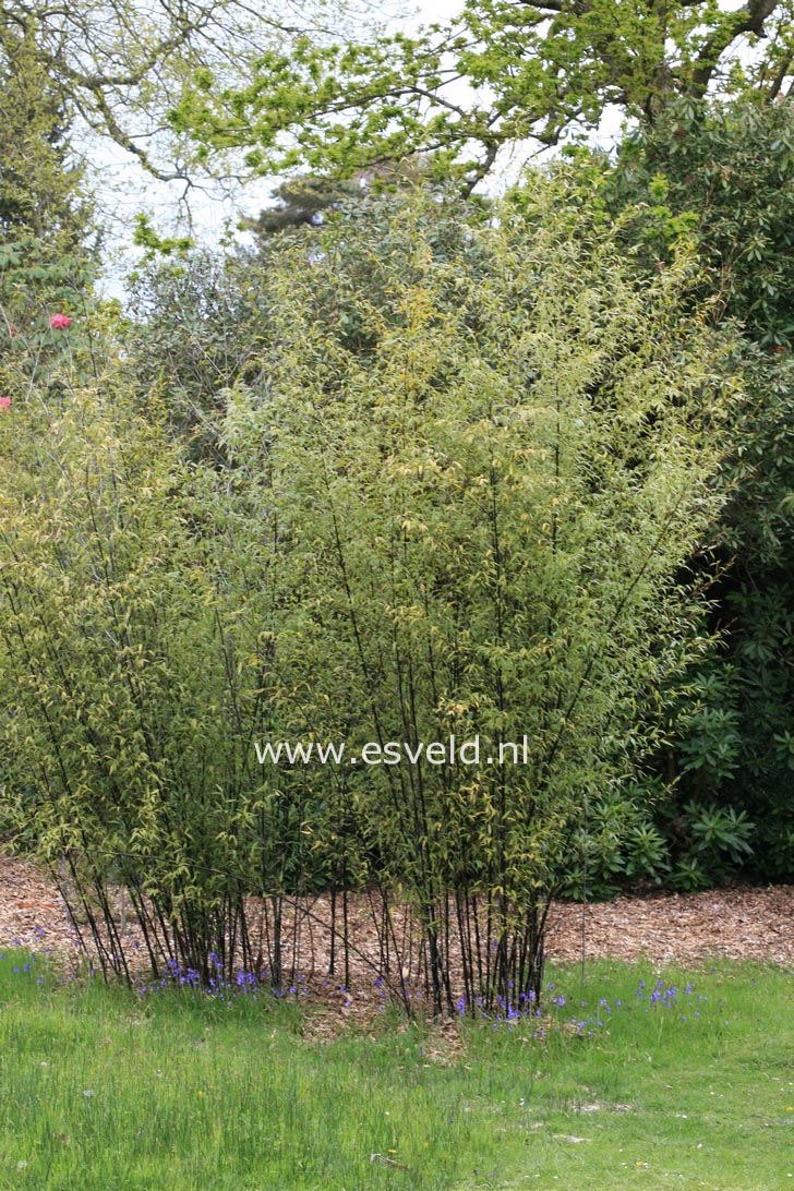Phyllostachys nigra